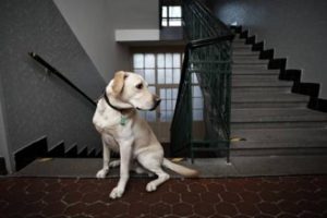 Animali in appartamento: non ci sono piu’ divieti con la riforma del Condominio!