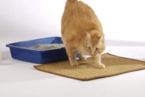 Calcoli delle vie urinarie nel gatto