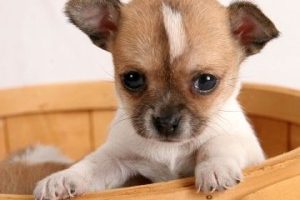 Chihuahua!!