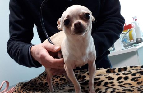 Malattie del Chihuahua
