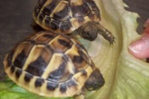 Il risveglio del letargo delle tartarughe terrestri