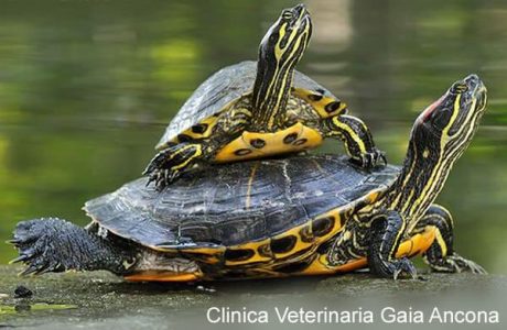 Ipovitaminosi ‘A’ tartaruga d’acqua