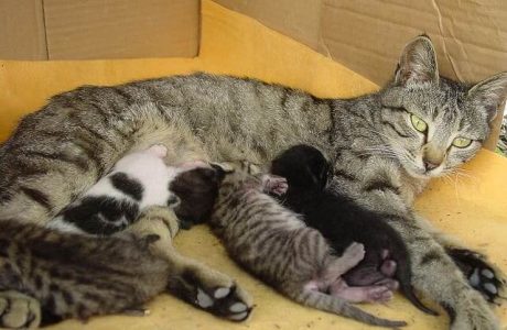 L’allattamento artificiale del gattino