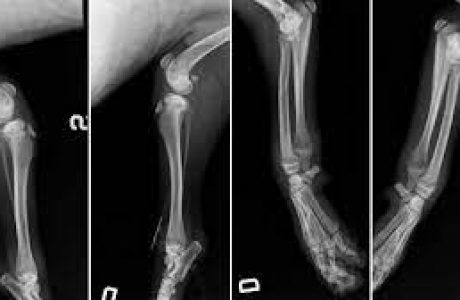 Osteodistrofia Ipertrofica del Cane