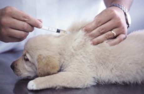 Perché e’ importante vaccinare il mio cane?