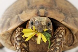 Pericolo Letargo : Quando la tartaruga terrestre non può andare in letargo