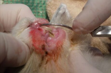 Problemi Odontoiatrici nel Coniglio