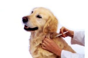Quando vaccinare il cucciolo?