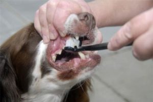 Quattro semplici passi per pulire i denti del vostro cane