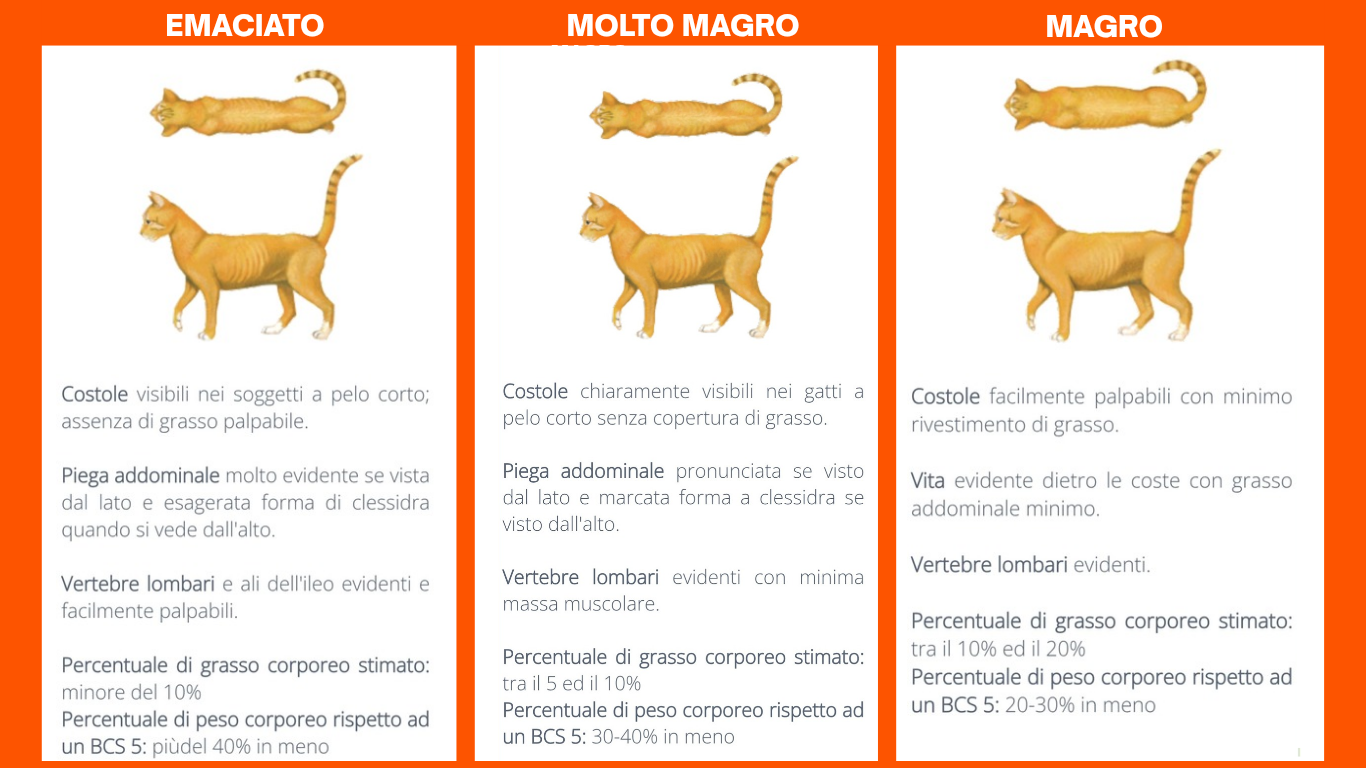 Come valutare lo stato di nutrizione del gatto ( Body Score Condition)