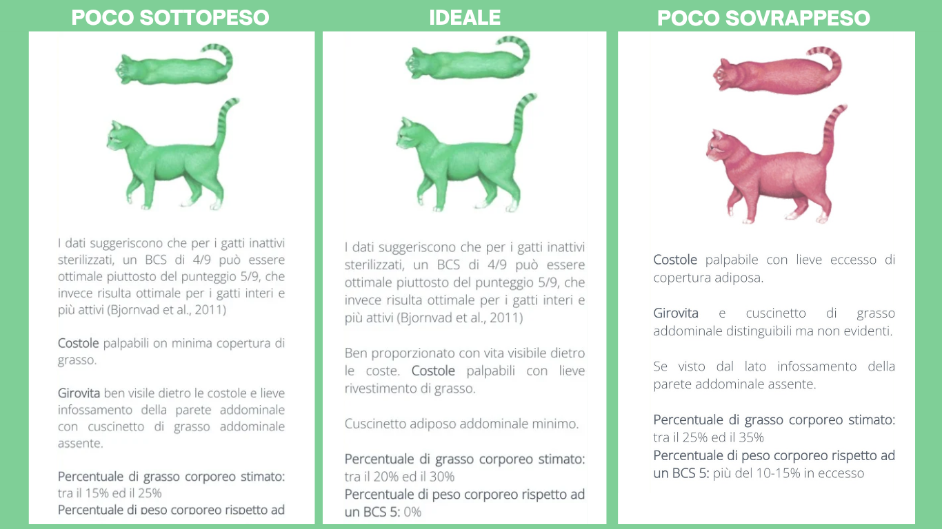 Come valutare lo stato di nutrizione del gatto ( Body Score Condition)