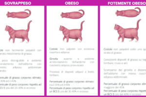 Come valutare lo stato di nutrizione del gatto ( Body Score Condition)