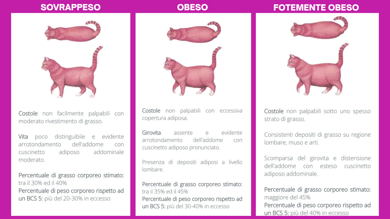 Come valutare lo stato di nutrizione del gatto ( Body Score Condition)