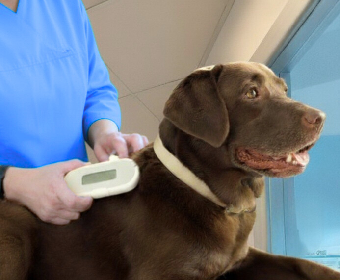 Microchip misura la temperatura cane - Thermomicrochip