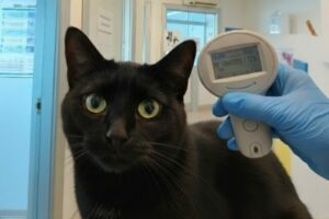 Microchip che rileva la temperatura corporea del tuo pet