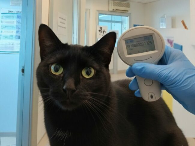 Microchip misura la temperatura gatto - Thermomicrochip