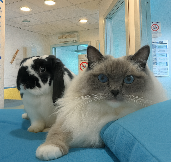 Ragdoll e Coniglio nano - Clinica Veterinaria Gaia Ancona