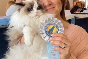 Il Gatto Ragdoll: il gigante affascinante  gentile e affettuoso