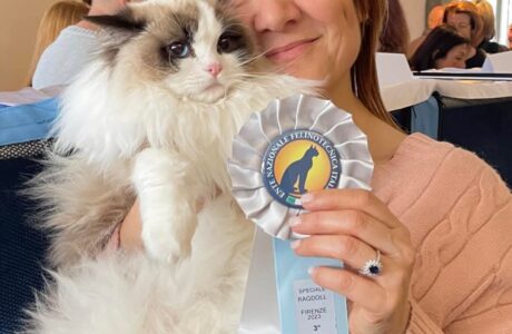 Il Gatto Ragdoll: il gigante affascinante  gentile e affettuoso