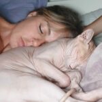 Malattie dei Gatti Sphynx