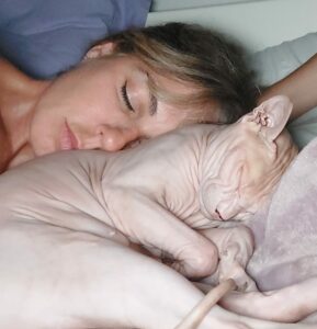 Le malattie più comuni del gatti Sphynx Le malattie più comuni del gatti Sphynx