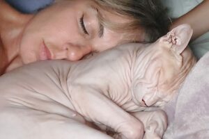 Le malattie più comuni dei gatti Sphynx