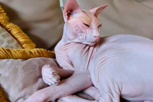Alimentazione del Gatto Sphynx: guida completa alla dieta ideale