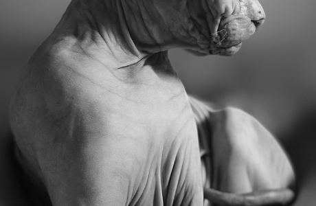 Razza Sphynx: un dolce gatto senza pelo