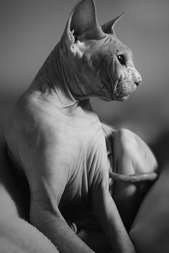 Razza Sphynx