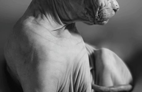 Razza Sphynx: un dolce gatto senza pelo