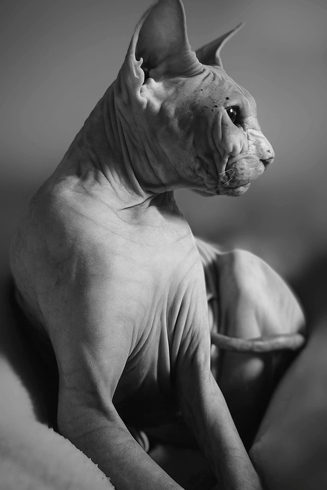 Razza Sphynx