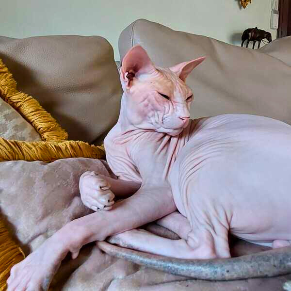 Alimentazione del gatto di razza Sphynx