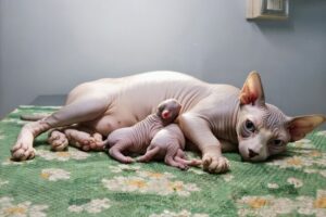 Le malattie più comuni dei gatti Sphynx