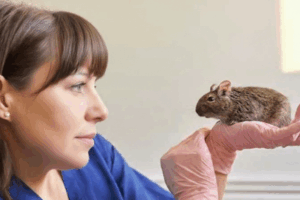 Il Degu un roditore da compagnia