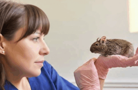 Il Degu un roditore da compagnia