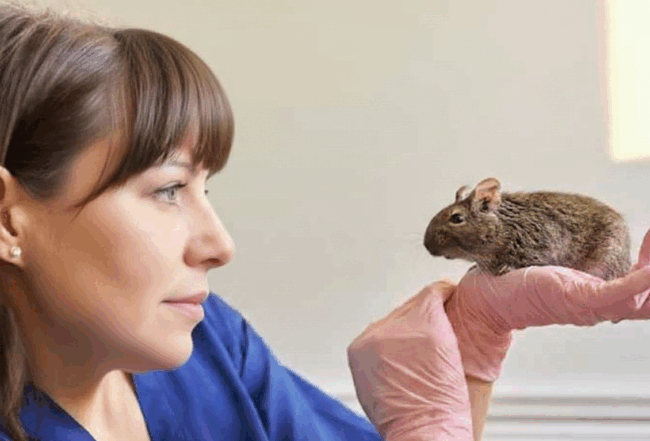 Degu - Animali Esotici - Clinica Veterinaria Gaia Ancona