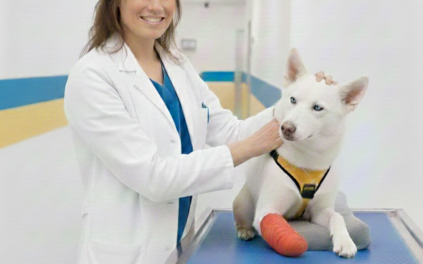  Ortopedia Clinica Veterinaria Gaia Ancona
